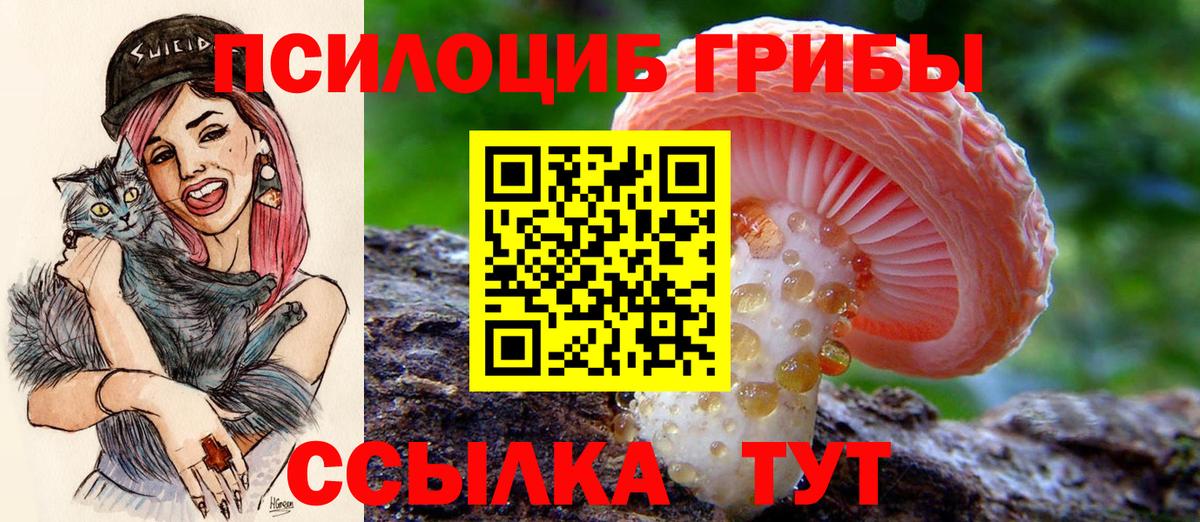 Галлюциногенные грибы Psilocybe Киров